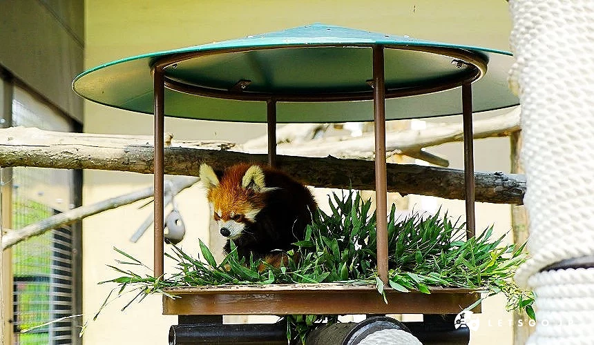 正在进食的小熊猫