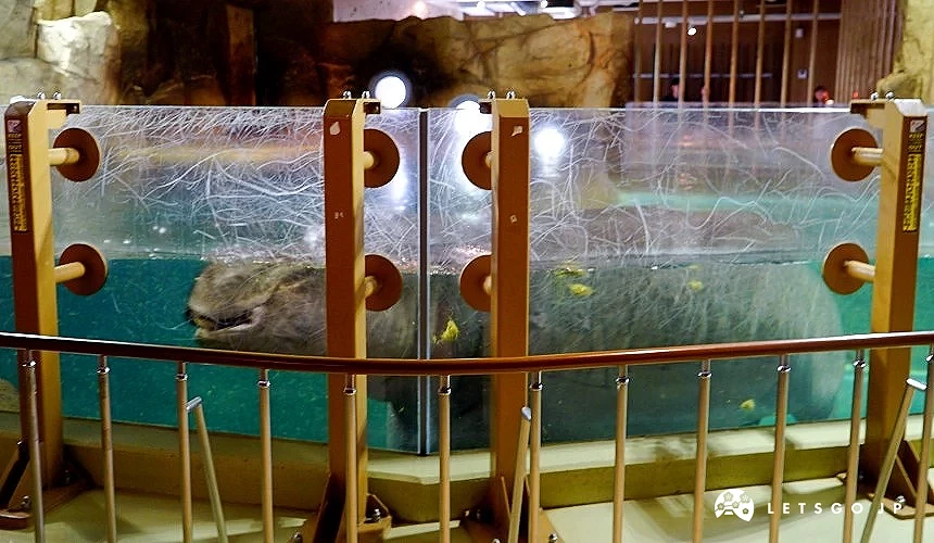 河马在透明水池游泳的模样