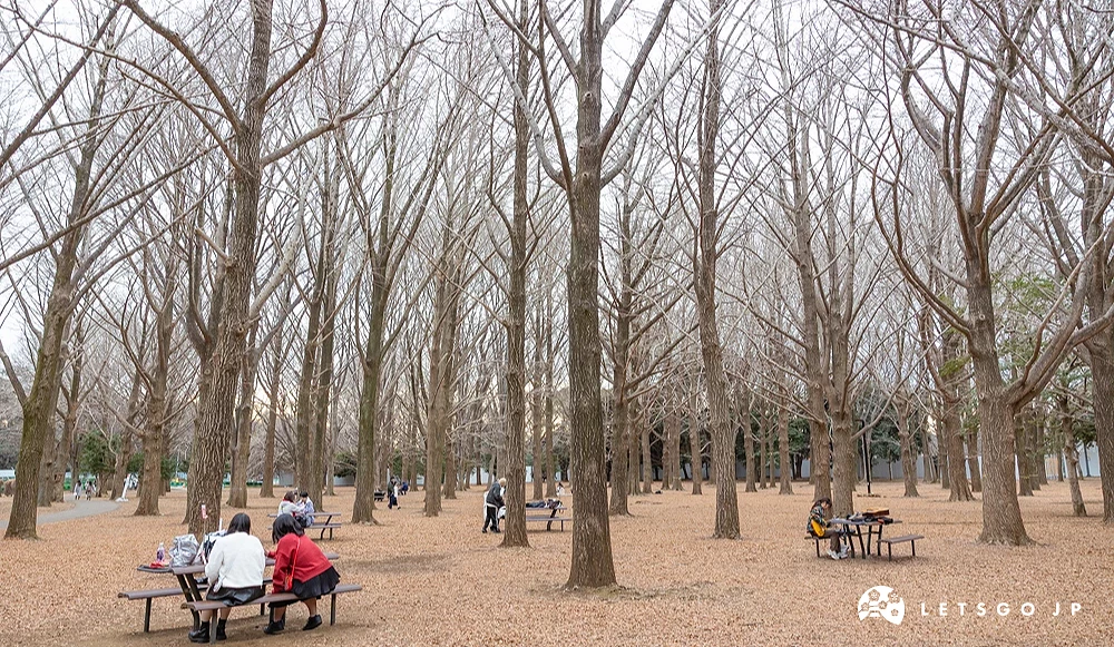代代木公園冬天枯樹