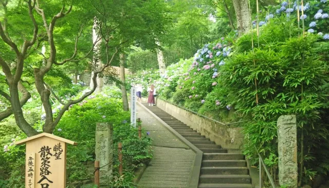 鎌仓长谷寺攻略：交通、门票、开放时间，紫阳花步道预约与必看重点