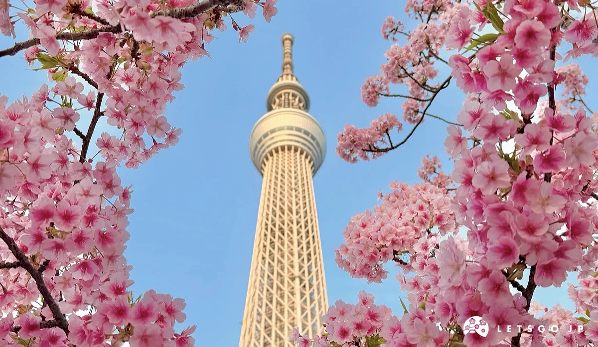 从晴空塔底下拍樱花与塔的合影