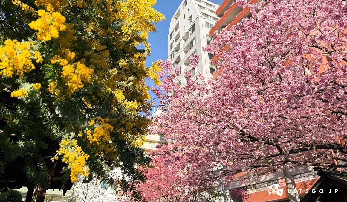 藏前神社的金合欢与藏前樱