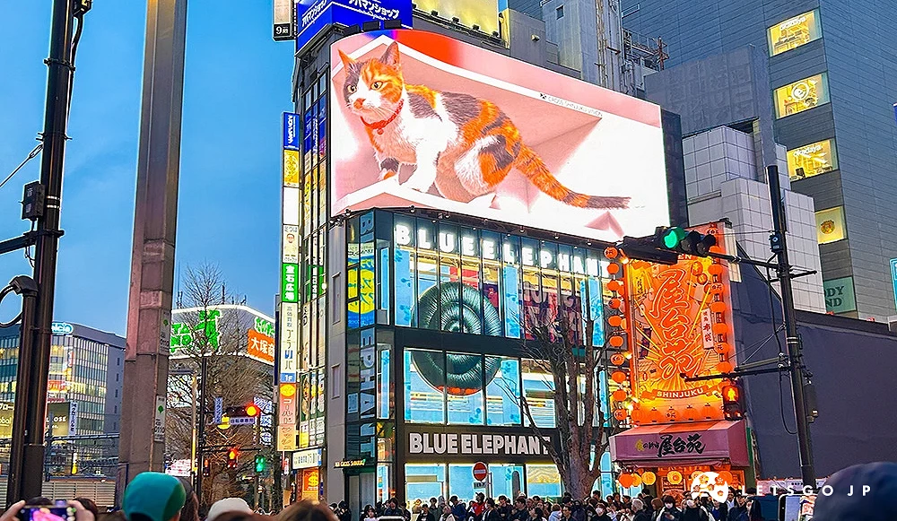 新宿 3D 广告墙显示三色猫,下方为 BLUE ELEPHANT 建筑。