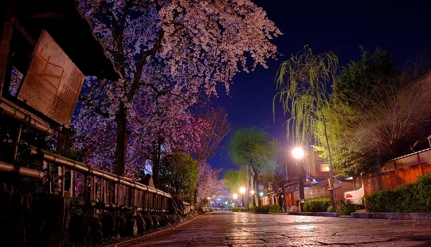 只园白川的夜樱