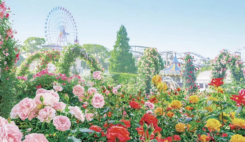 從玫瑰盛開的花園內還可眺望到摩天輪提供:枚方公園