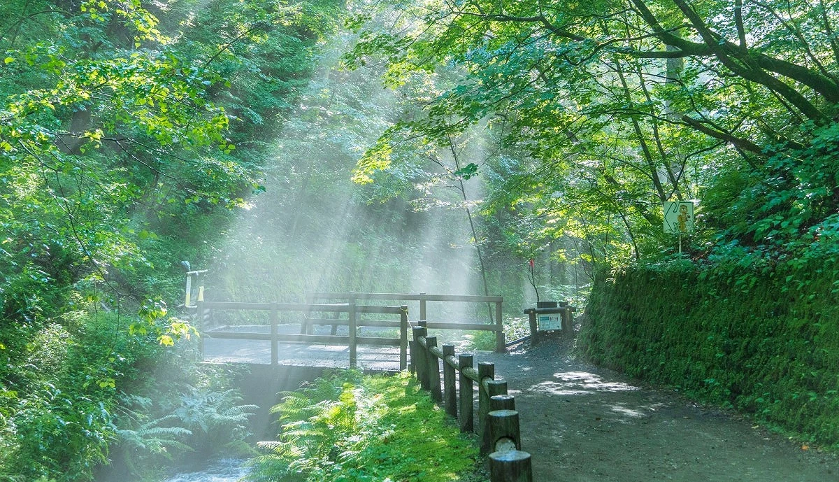 輕井澤白絲瀑布附近的林間步道景色,陽光穿過濃密綠葉形成光束,木橋橫跨溪流,右側為步行小徑與木樁護欄