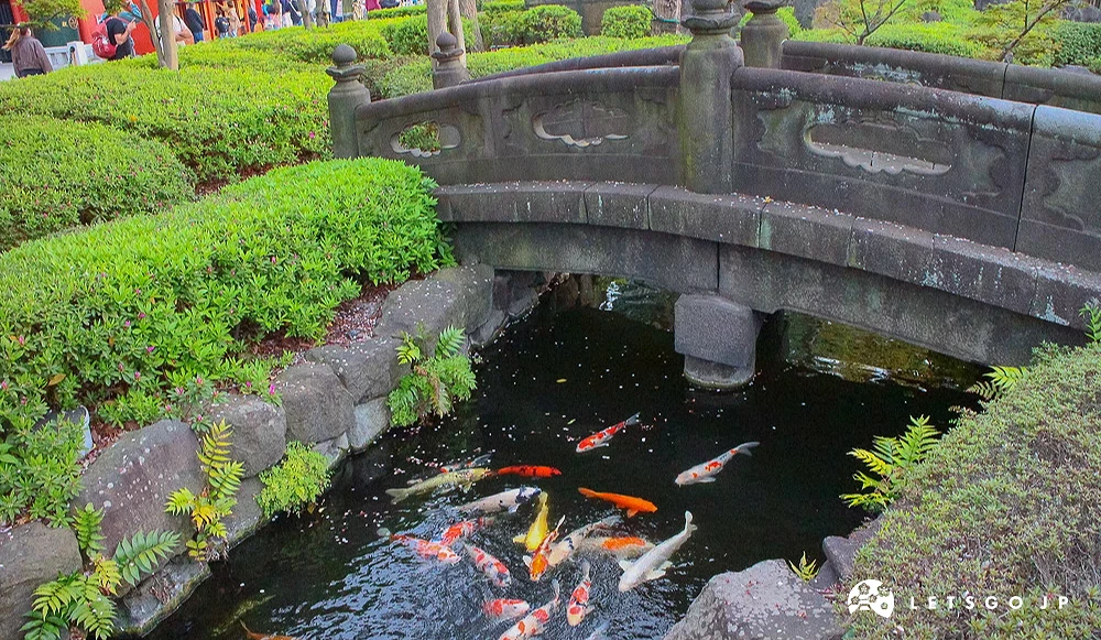 日式庭園石橋,橋下的水池內有多隻錦鯉游動。