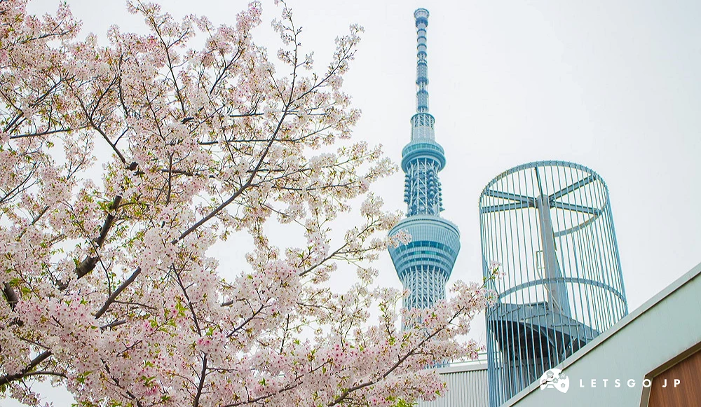 盛開的櫻花與背景中的東京晴空塔俯瞰景觀。