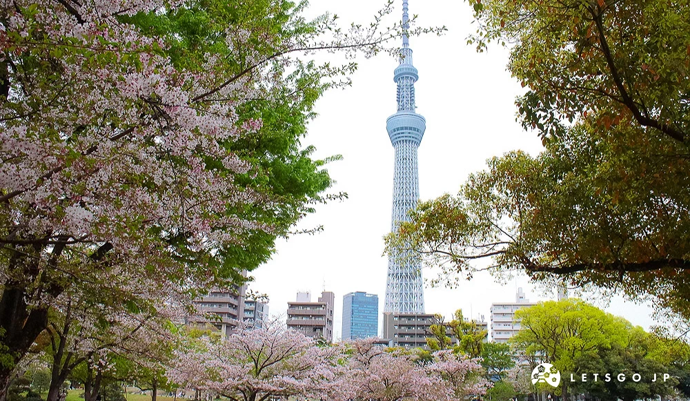 隅田公園櫻花景觀,民眾在樹下野餐,背景為晴空塔。