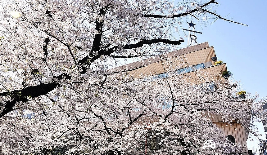 盛开樱花枝条覆盖画面前景,中目黑星巴克臻选东京烘焙工坊建筑从树间露出,顶部可见星巴克臻选标志