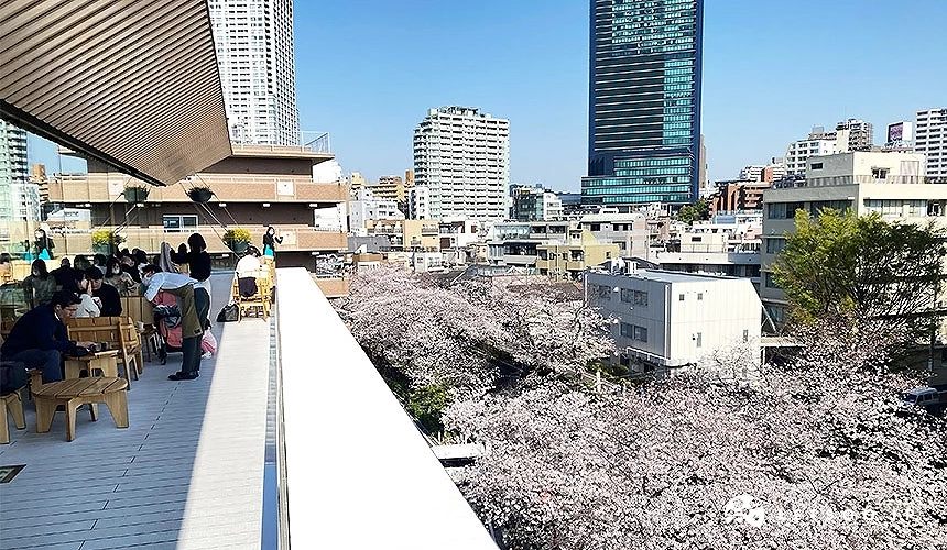 中目黑星巴克臻选东京烘焙工坊露台,顾客坐在户外座位区,眼前为盛开的目黑川樱花与周边城市建筑景观