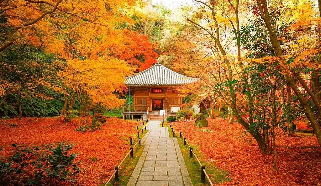紅葉下的圓通院