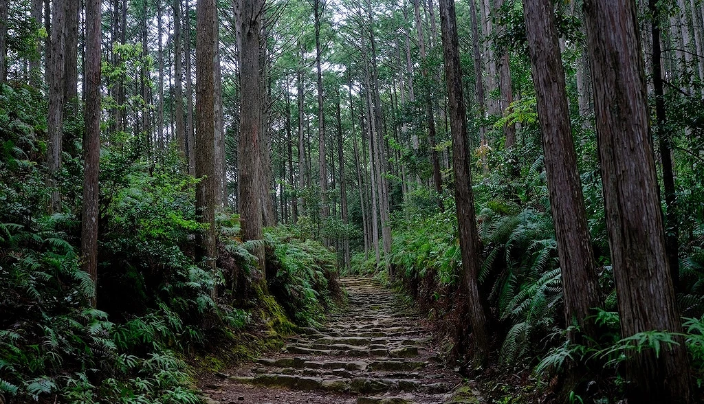 高耸树林的林间步道