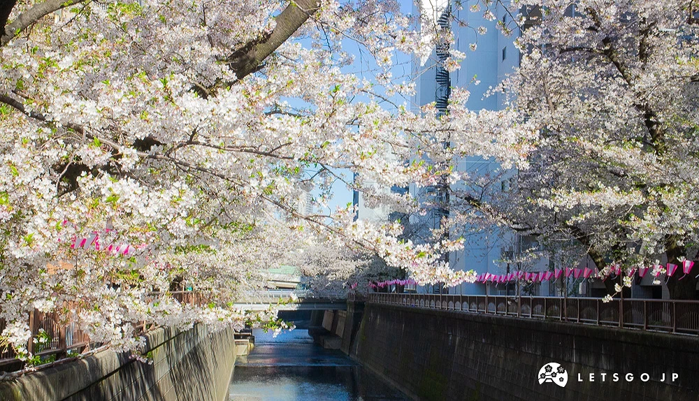 目黑川兩岸盛開的櫻花遮蓋河道上方,兩側護欄掛滿粉紅色燈籠。