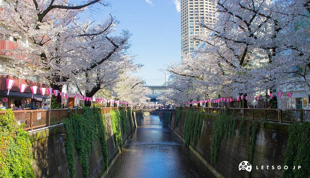 目黑川景观,两岸樱花盛开并挂有粉色灯笼,背景可见高层建筑。