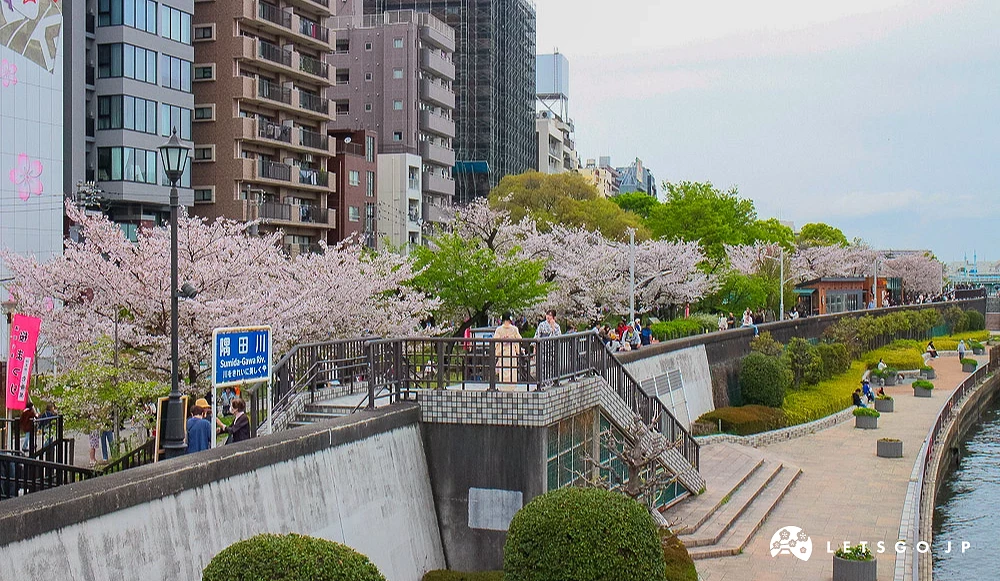 隅田川沿岸步道盛开的樱花,背景为城市公寓与现代建筑。
