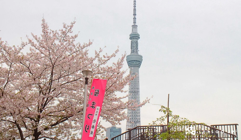 盛开的樱花与东京晴空塔,前方立有粉红色的「隅田公园樱花祭」旗帜。