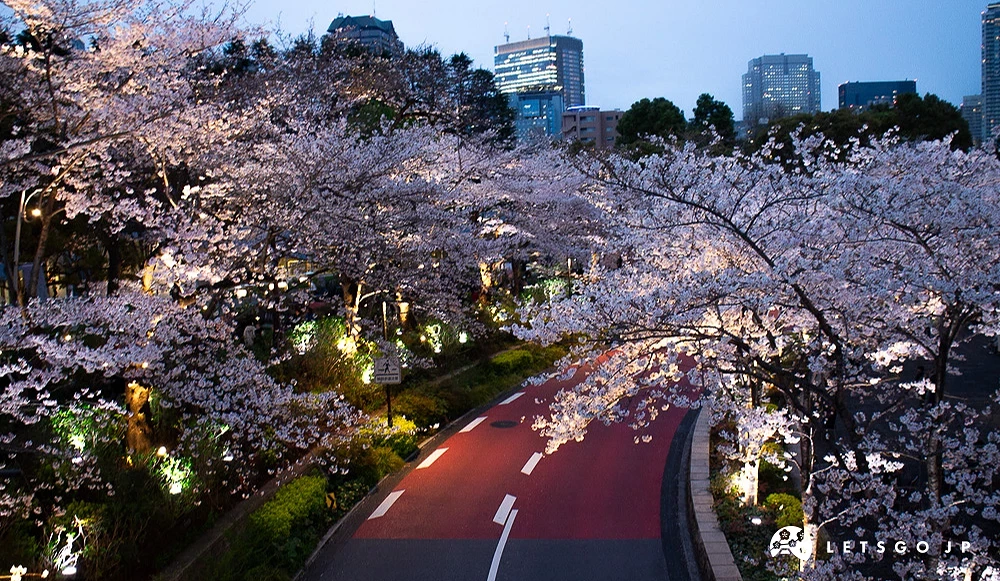 俯瞰六本木樱花大道夜景,灯光投射在樱花树与红色路面上。