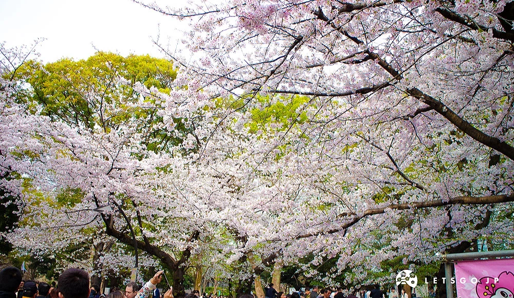 上野公园樱花盛开,民众聚集在樱花树下拍照并进行赏樱活动。