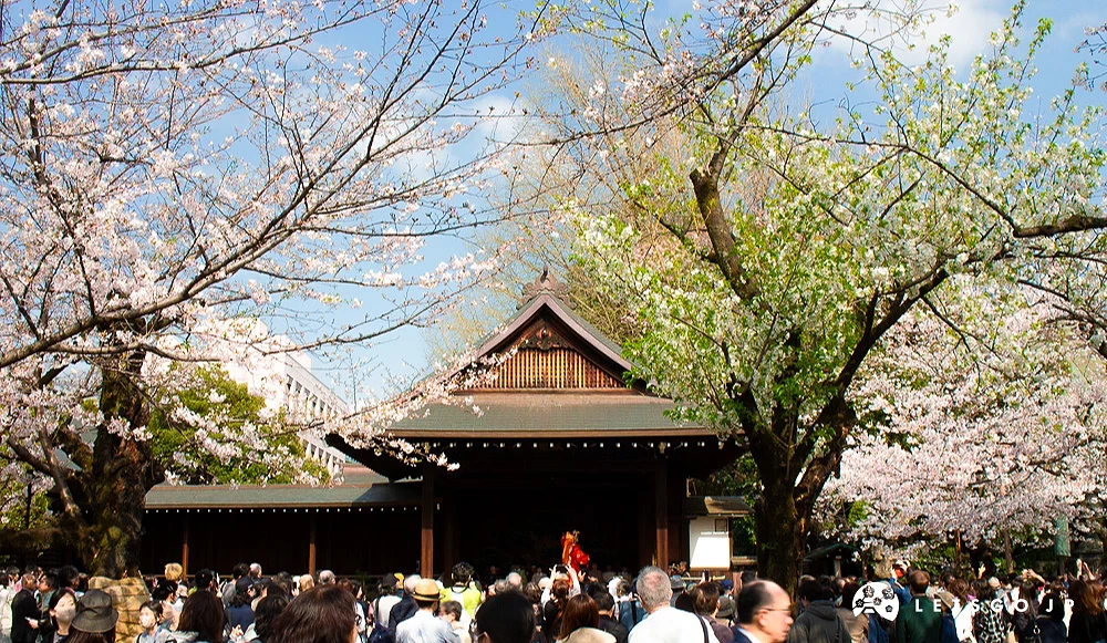 靖国神社能乐堂前聚集观光客,两侧有盛开的樱花树。