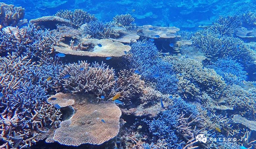 海底珊瑚礁與生物清晰可見