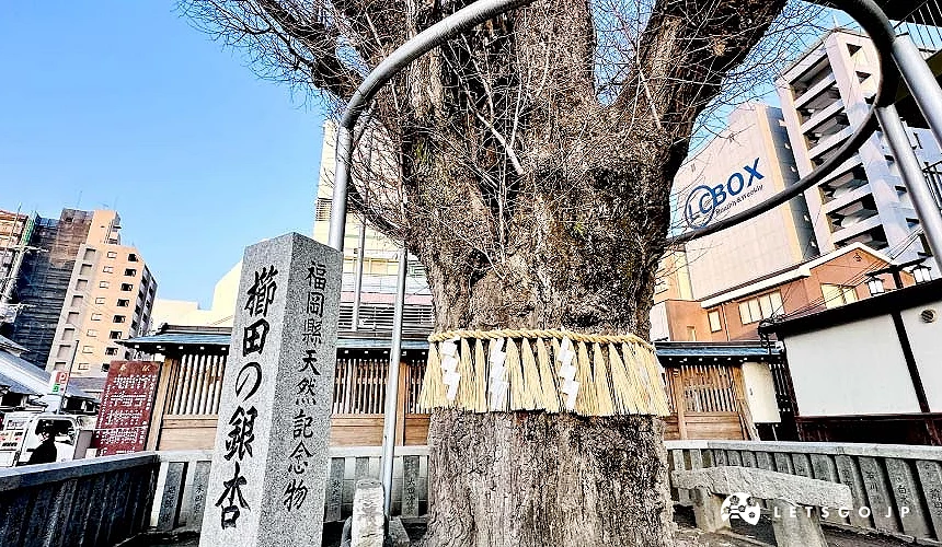 福冈县天然纪念物「千年银杏」