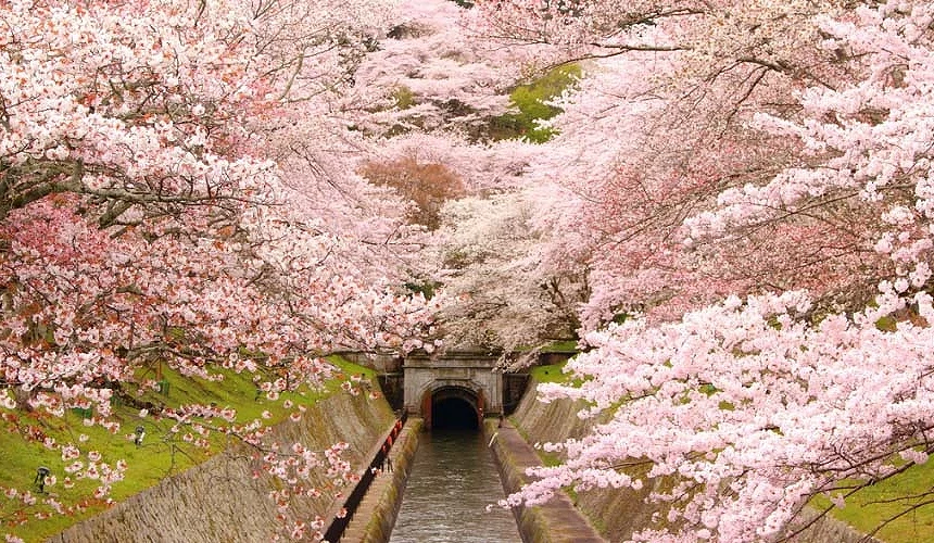 櫻花盛開的琵琶湖疏水提供：滋賀県大津市