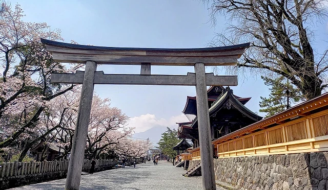春天的阿蘇神社橫參道，鳥居兩側櫻花盛開，遠方可見樓門與參道景色