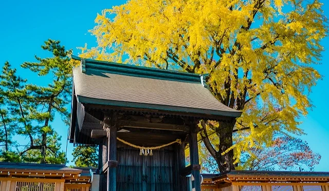 阿蘇神社秋季景色，木造神門後方有高大的黃色銀杏樹，天空湛藍