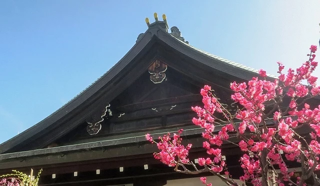 大阪天满宫梅花与本殿建筑,粉红色梅花盛开,背景为传统神社屋顶