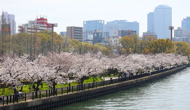 大阪大川河岸樱花盛开景象,毛马樱之宫公园樱花步道与河景