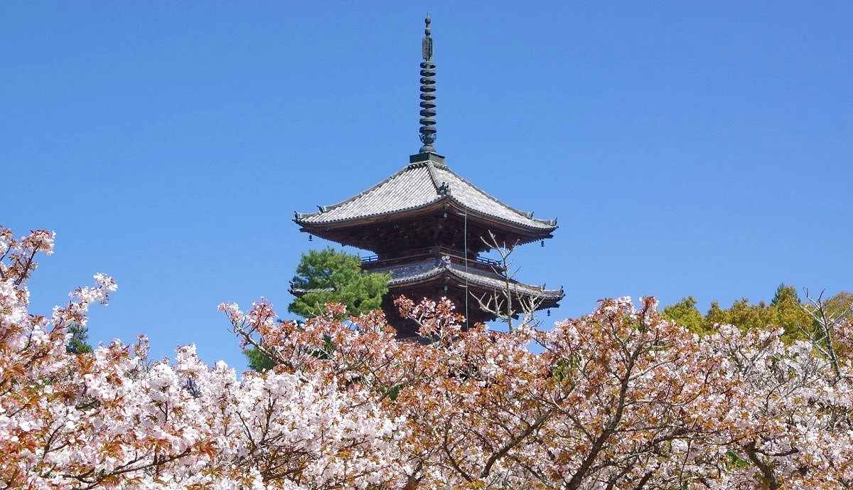 粉色櫻花盛開,後方有一座木造五重塔