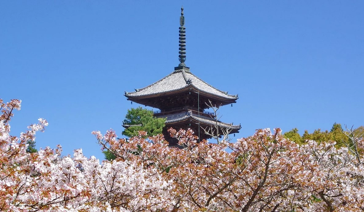 仁和寺的御室櫻與五重塔