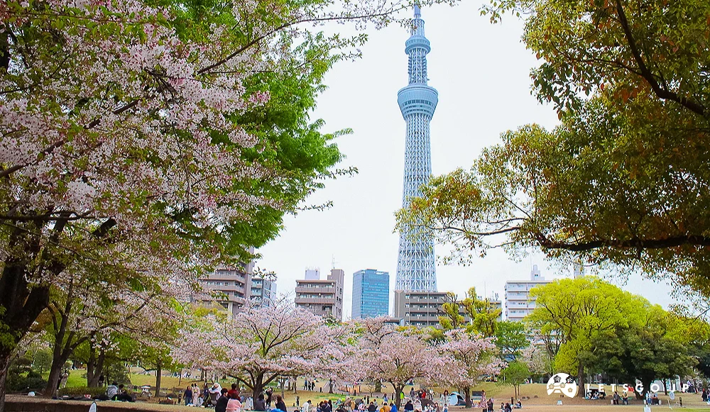 隅田公園櫻花與晴空塔 隅田公園內櫻花盛開,民眾坐在草地上野餐,背景為巨大的東京晴空塔。