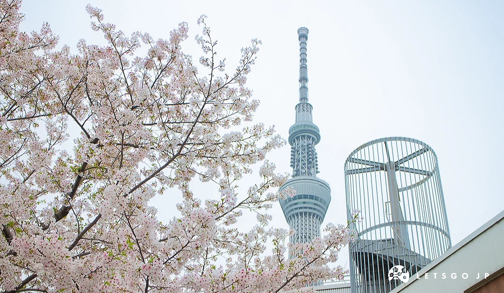 櫻花簇擁的晴空塔 近景為茂密的粉白色櫻花,東京晴空塔矗立於背景,展現春季限定景致。