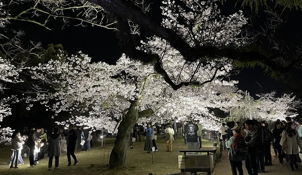 栗林公园的夜樱景色