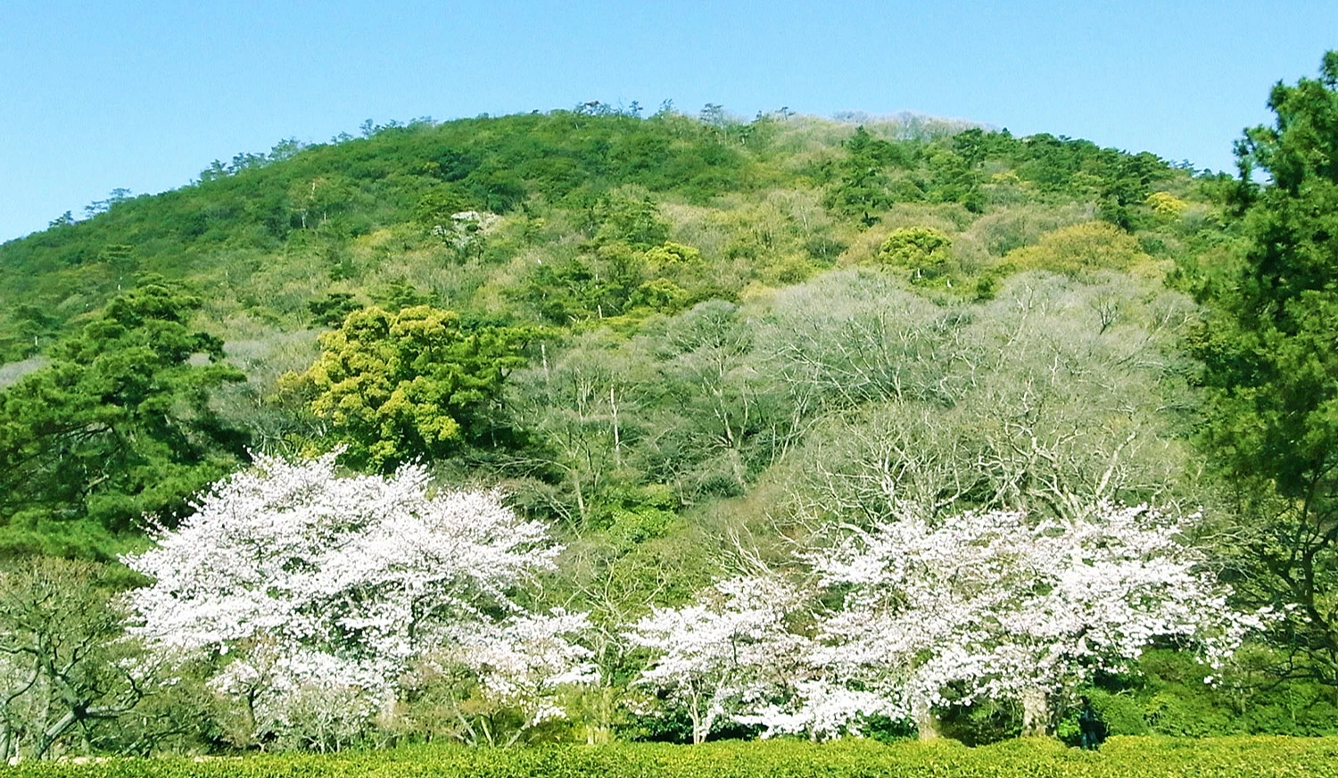 栗林公园的樱花与山景