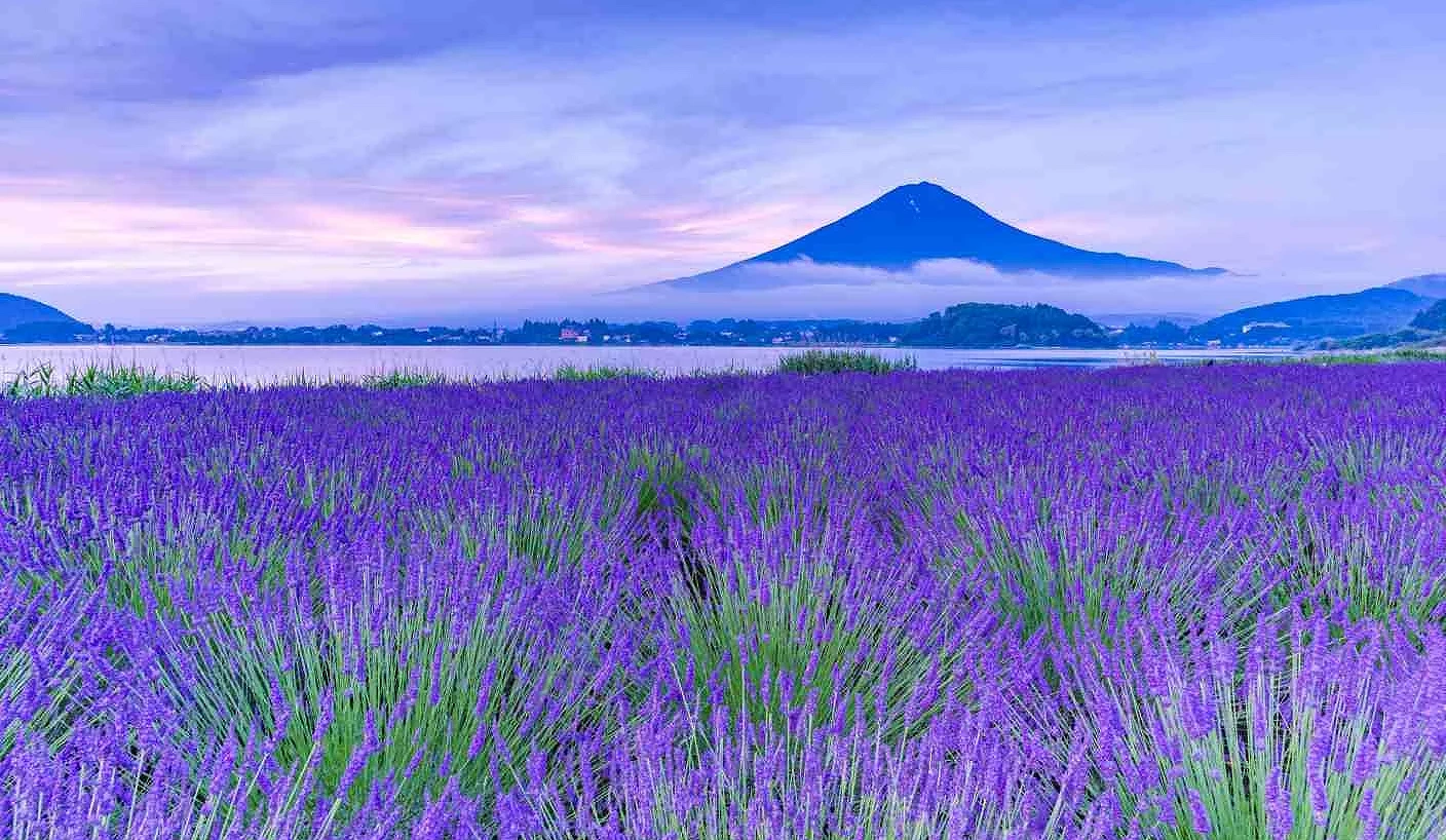 整片的薰衣草花海与富士山的壮丽景象
