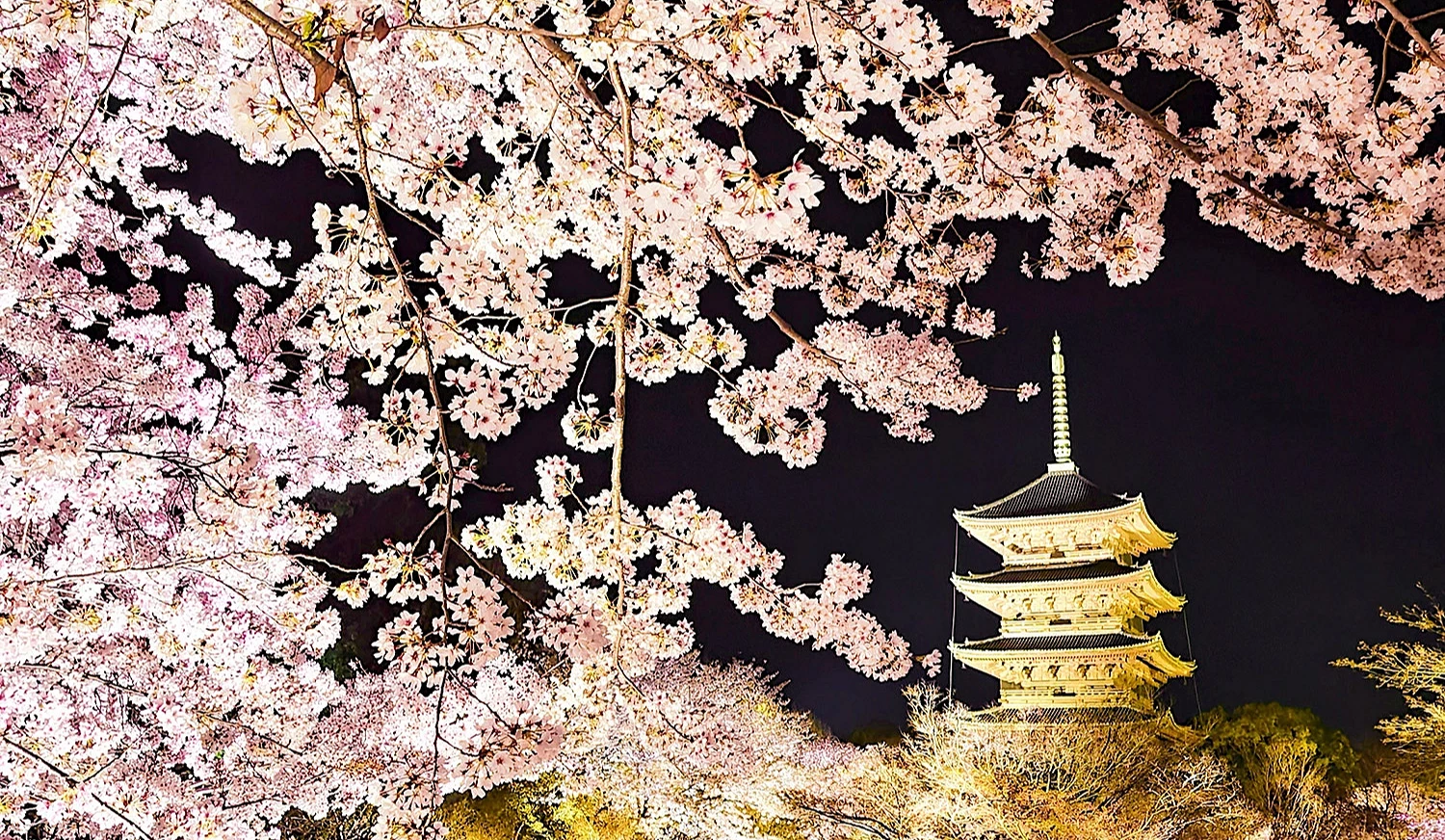 東寺的春季櫻花夜間點燈活動