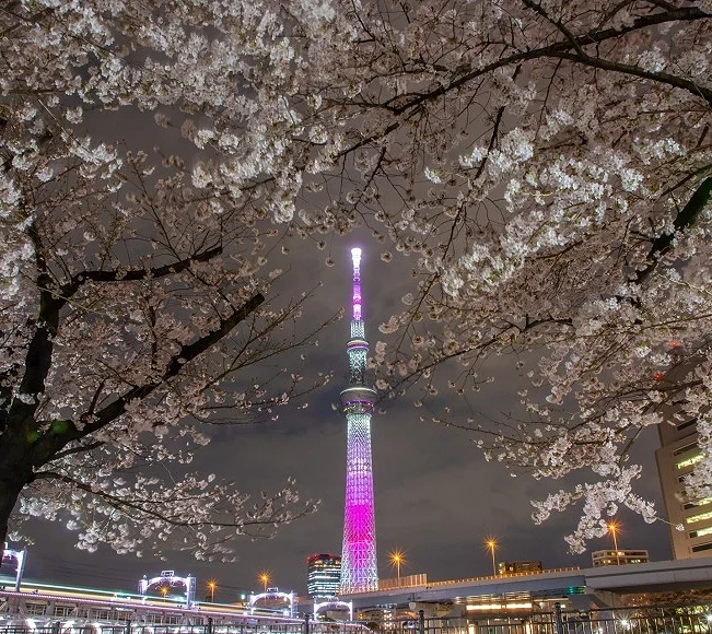 粉紅櫻花間的紫色晴空塔