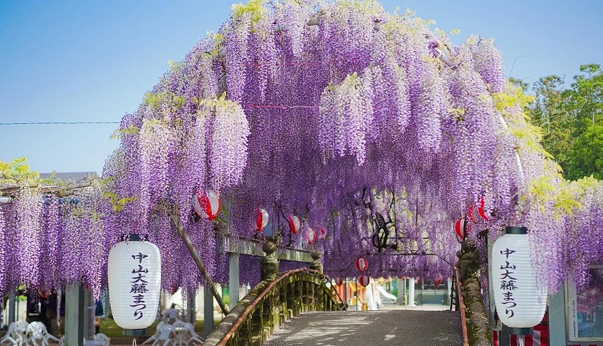拱橋與中山大藤