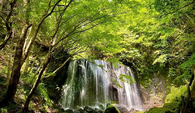 福岛县猪苗代町达泽不动瀑布的新绿景色,清澈瀑布自岩壁倾泻而下,周围被茂密绿叶与森林包围,展现夏季清凉疗癒的自然风光