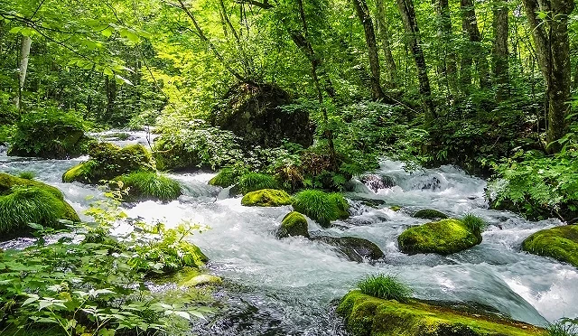 青森县奥入濑溪流夏季景色,清澈溪水穿过茂密森林与苔石之间,绿意盎然、清凉感十足,是东北代表性的自然散步景点