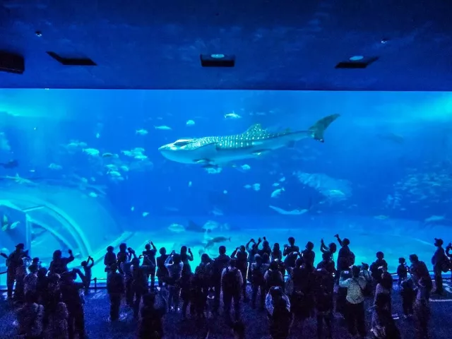 沖繩美麗海水族館全攻略：門票、交通、紀念品、鯨鯊表演時間整理 的縮圖