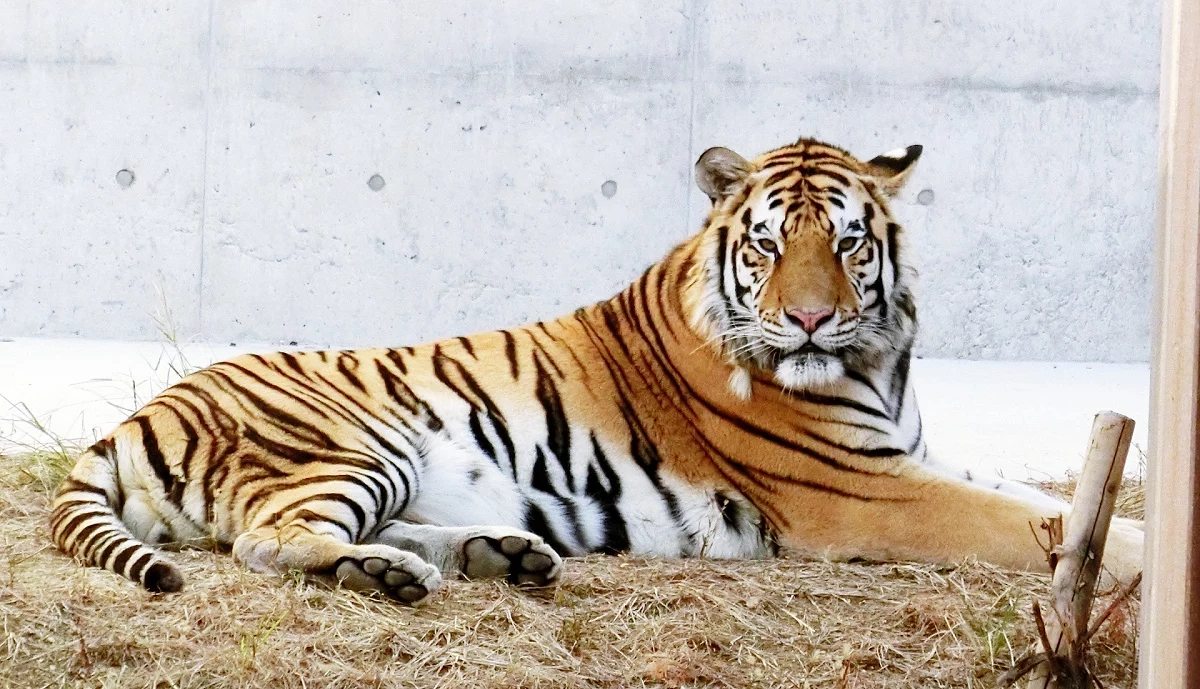 天王寺動物園裡養的老虎