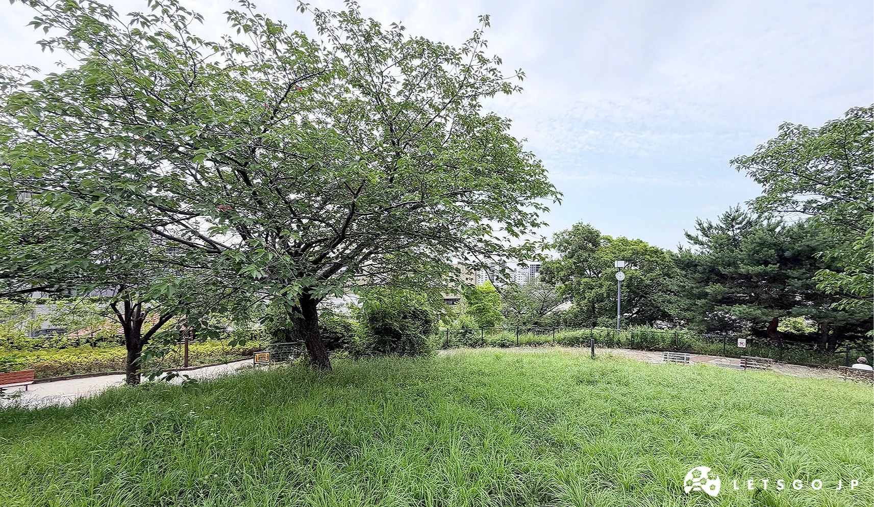 西乡山公园的大草地可供休息