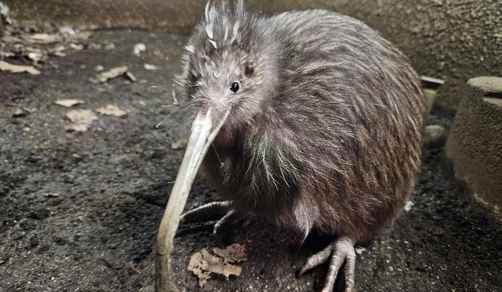 一隻嘴巴很長的奇異鳥