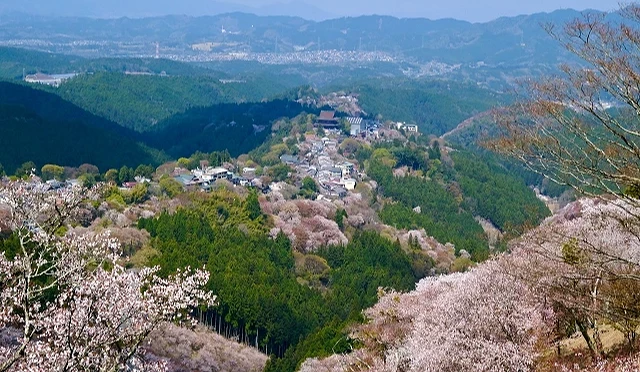 遠眺盛開櫻花山之樹林