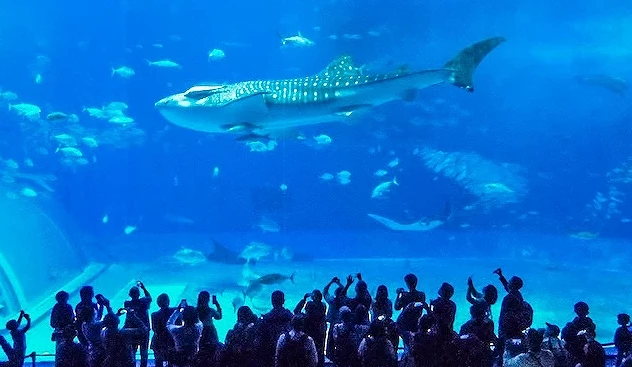 一大群觀眾在大型水族館玻璃前仰望游過的鯨鯊與魚群