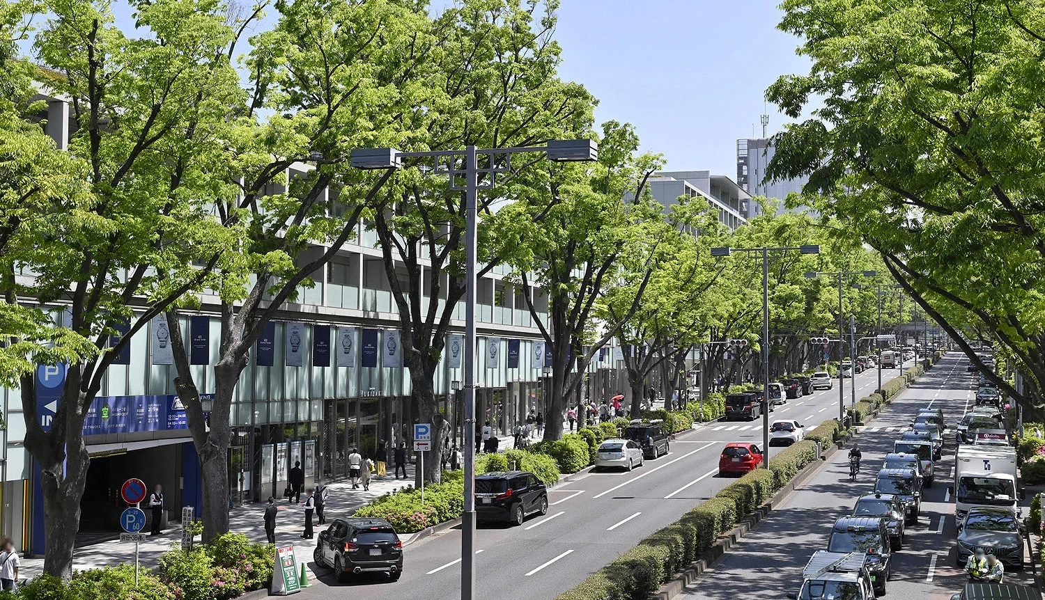 表參道的櫸樹大道